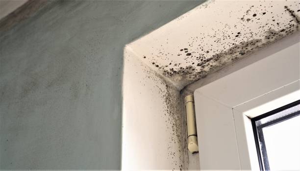 Best Air Quality Testing for Mold Spores  in Hendron, KY