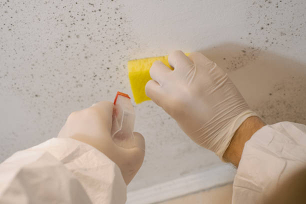 Best Mold Remediation for Healthcare Facilities  in Hendron, KY