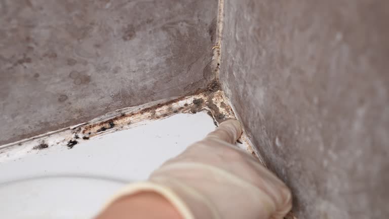 Best Mold Prevention Services  in Hendron, KY