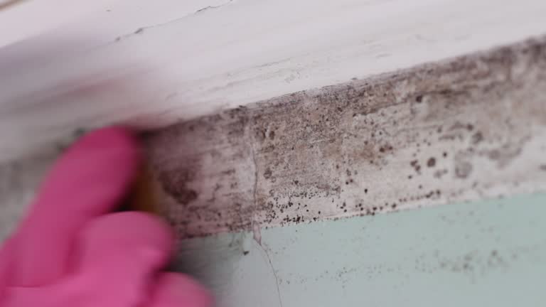 Mold Removal for HVAC Installations in Hendron, KY